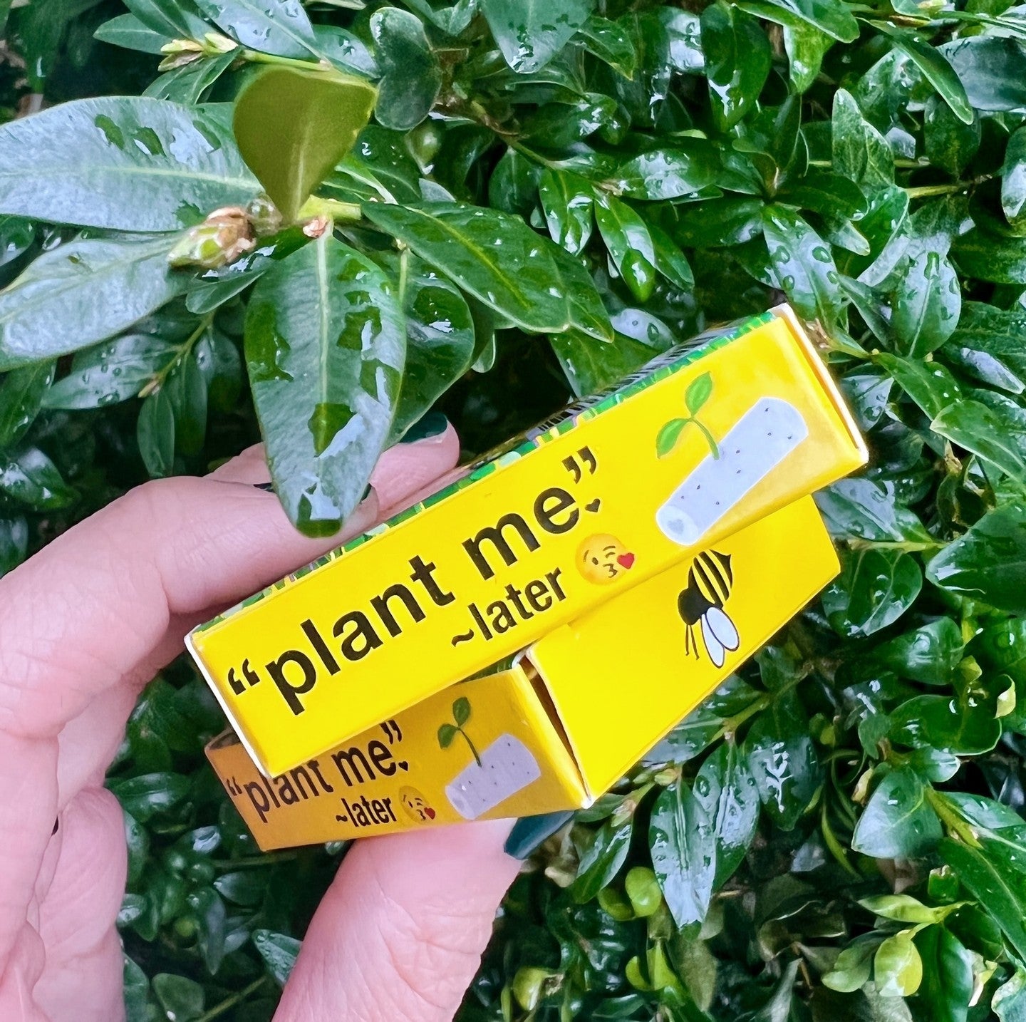 bloomer wildflower filter tips plant me later