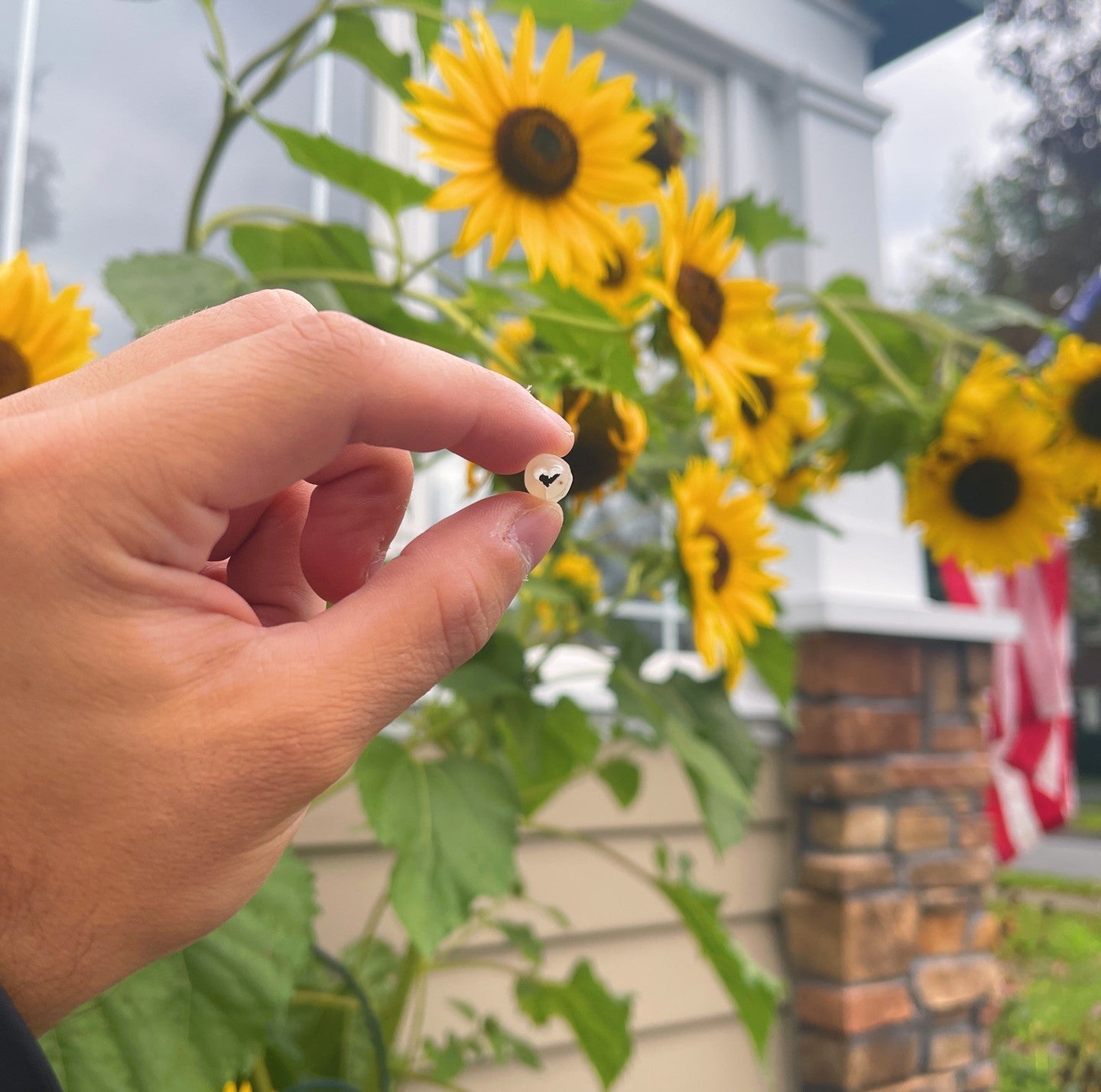bloomer wildflower filter tips sunflower